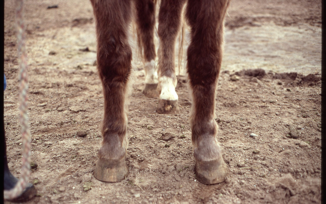 Horse Legs