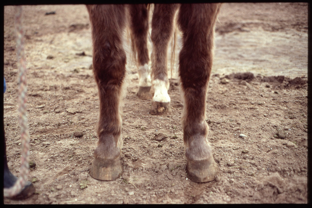 Horse Legs