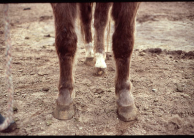 Horse Legs