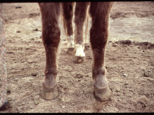 Horse Legs