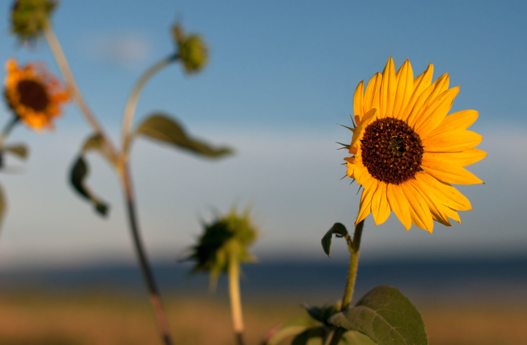 Sunflower